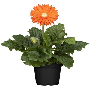 Gerbera orange, 12 cm Topf