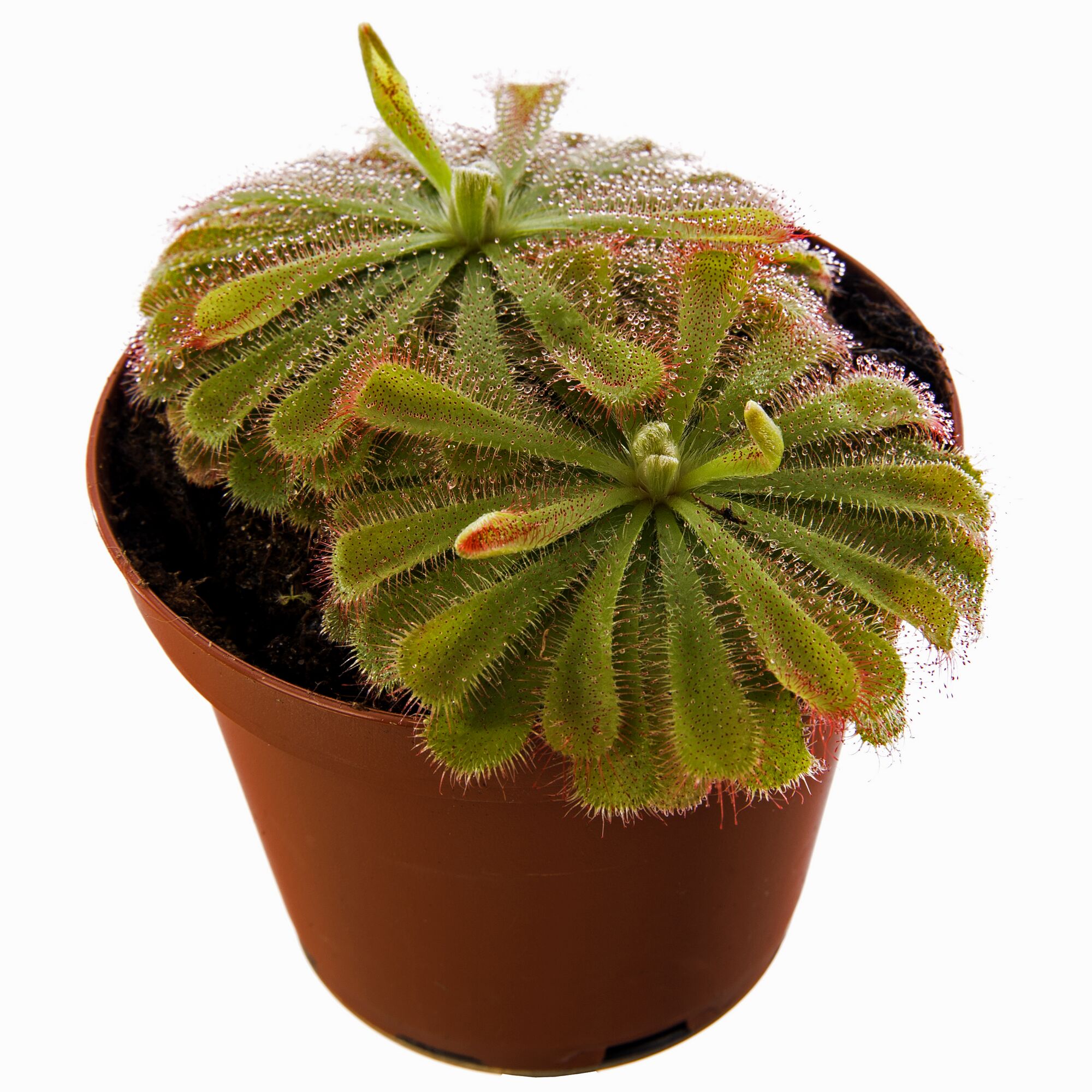 Fleischfressende Pflanze Drosera Aliciae im Topf