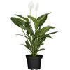 Eintopfpflanze, Spathiphyllum Sweet Silvio, mit zwei weißen Blüten