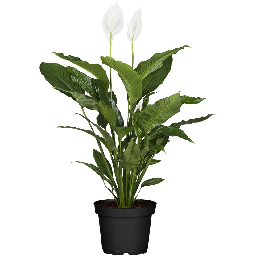 Eintopfpflanze, Spathiphyllum Sweet Silvio, mit zwei weißen Blüten