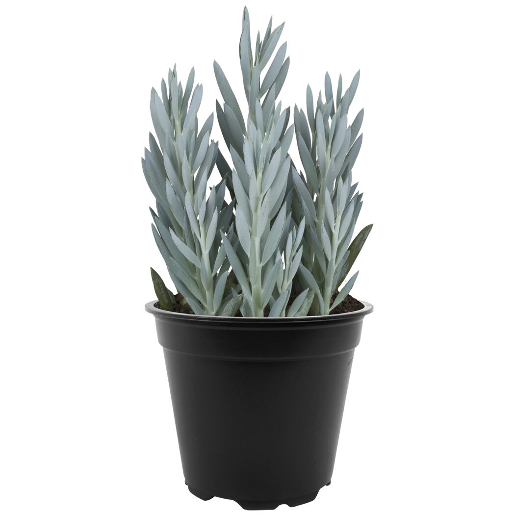 Greiskraut 'Mount Everest' 15 cm Topf