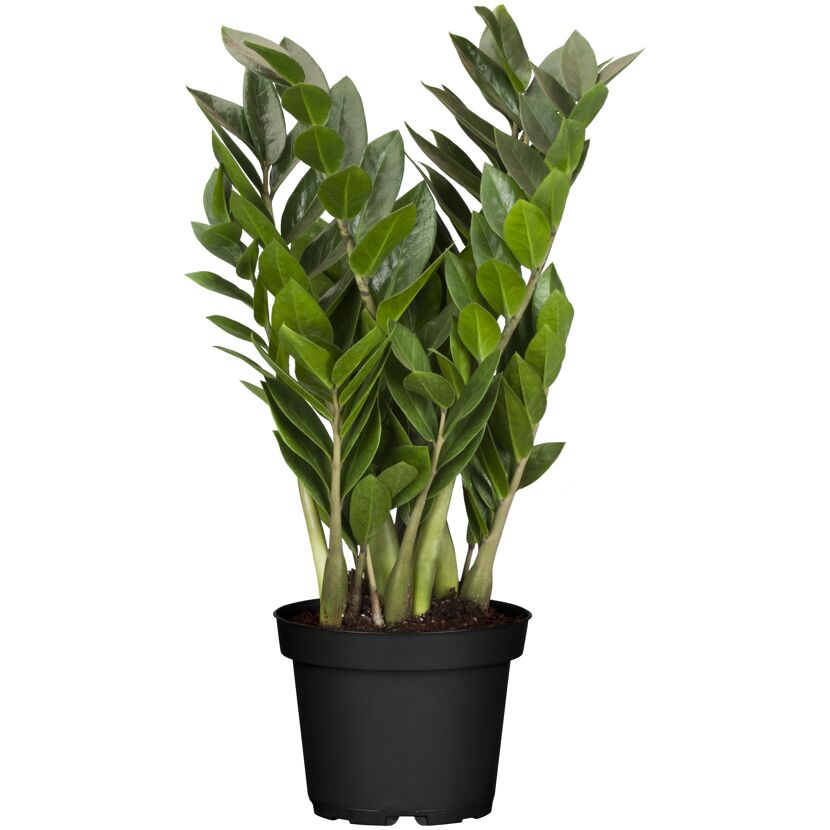 Glücksfeder 14 cm Topf