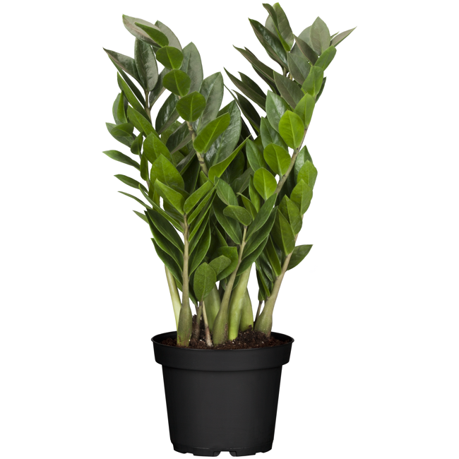 Bild von Glücksfeder 14 cm Topf