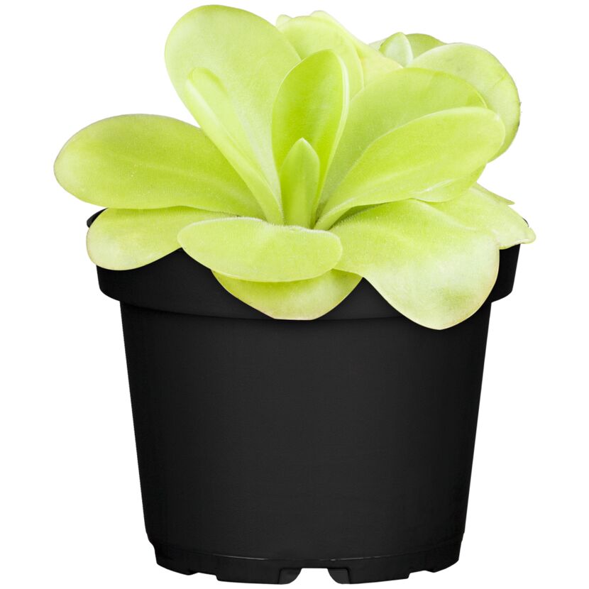 Pinguicula tina, 9 cm Topf