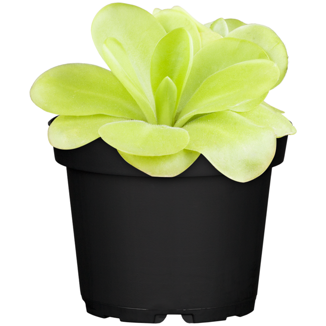Bild von Pinguicula tina, 9 cm Topf