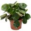 Begonia Red Ruby in einem Topf