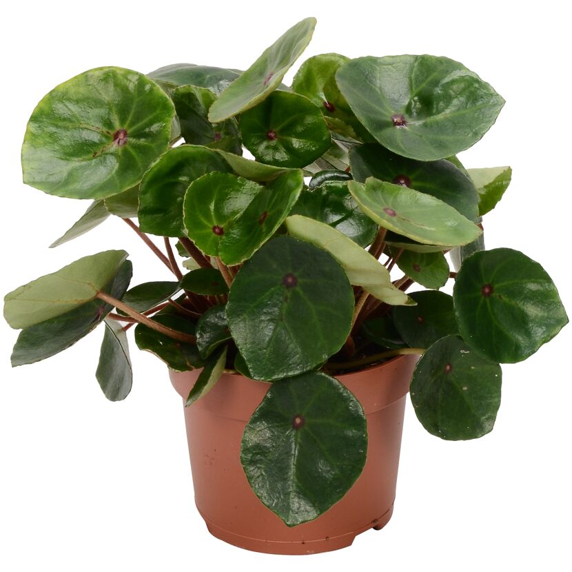 Begonia Red Ruby in einem Topf