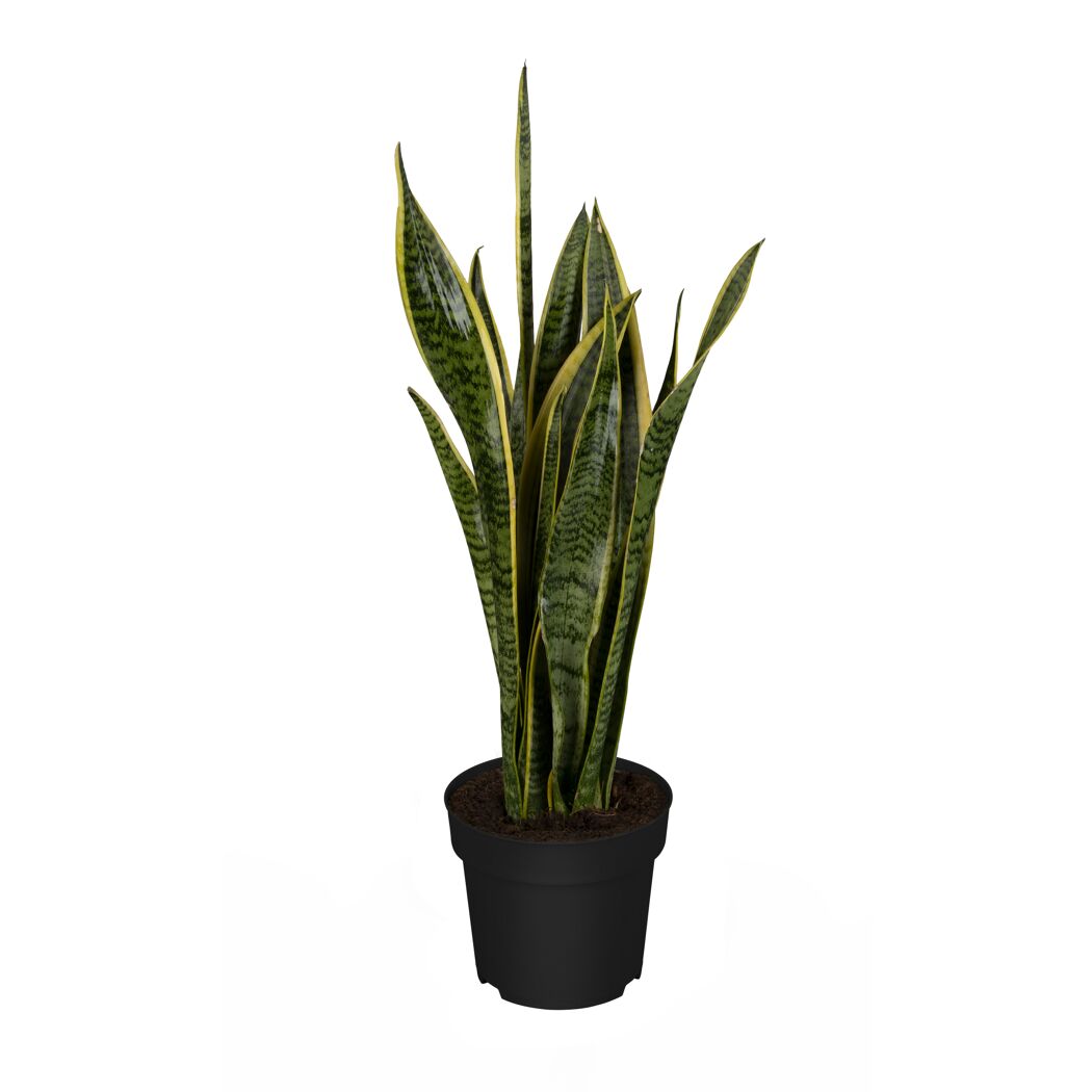 Grünpflanzen verschiedene Sorten, 19 cm Topf