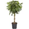 Schefflera im grauen Topf