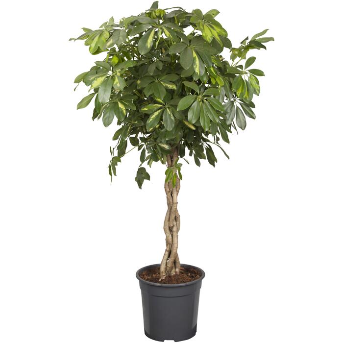 Luftverbesserer Strahlenaralie verschiedene Sorten 19 cm Topf