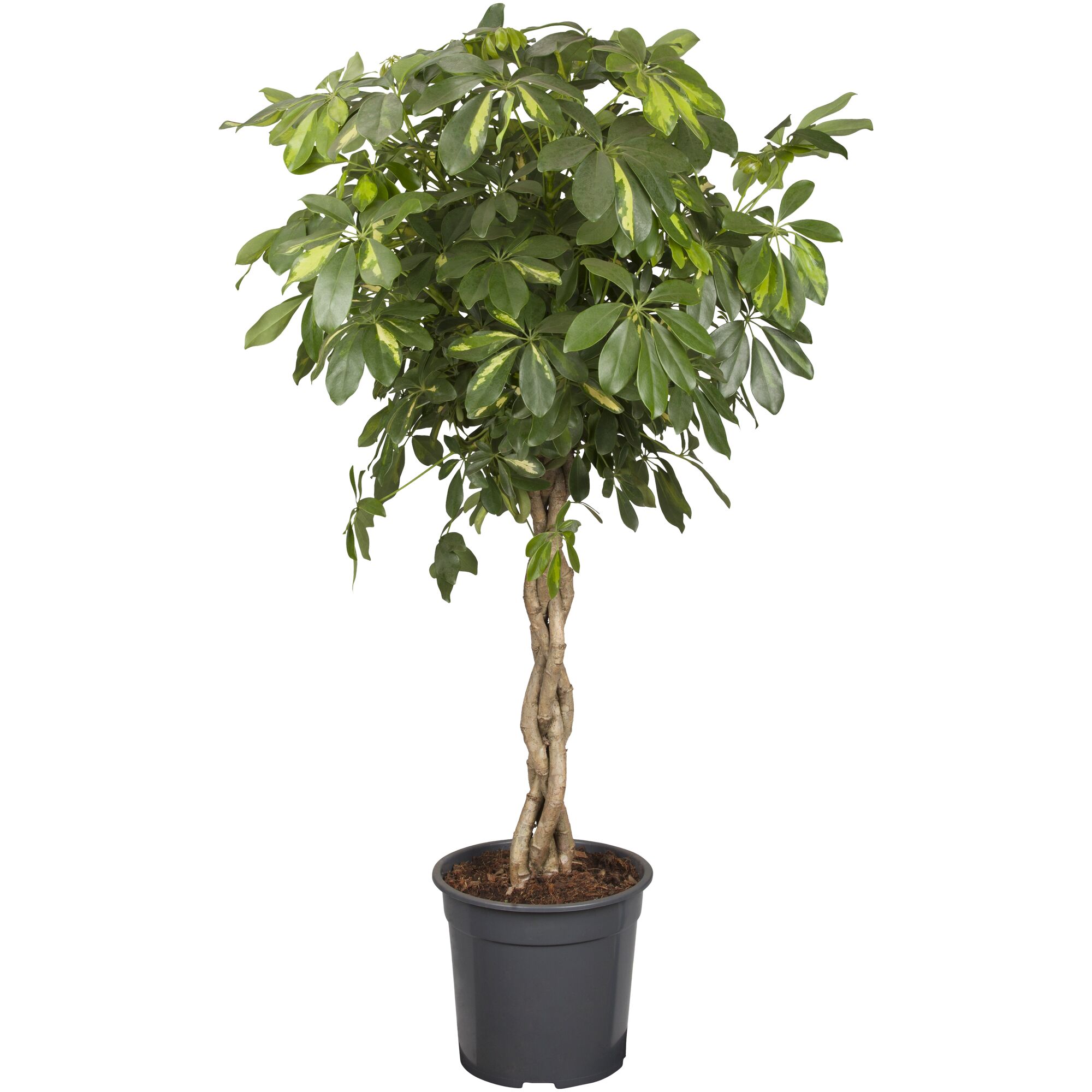 Schefflera im grauen Topf