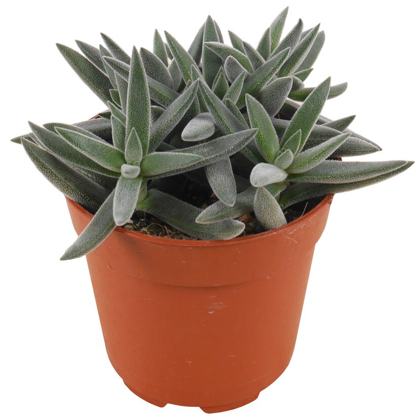 Crassula TENELLI in einem Topf