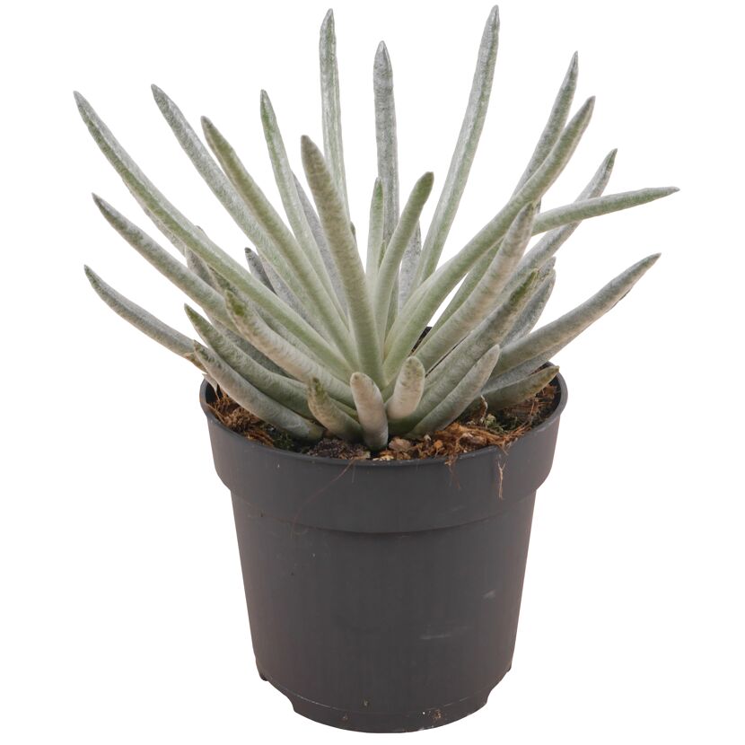 Senecio scaposus Sukkulente im Topf
