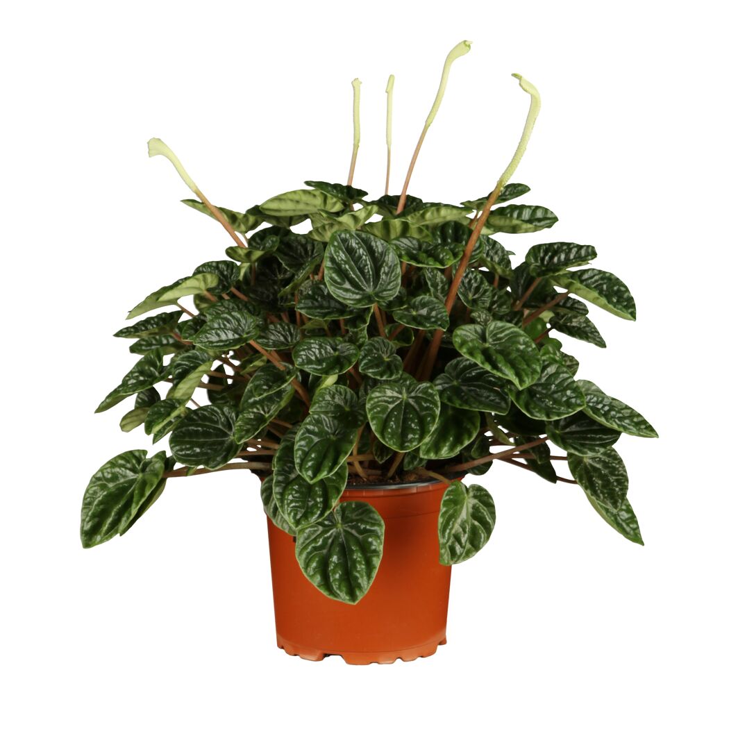 Peperomia Rana Verde in einem Topf