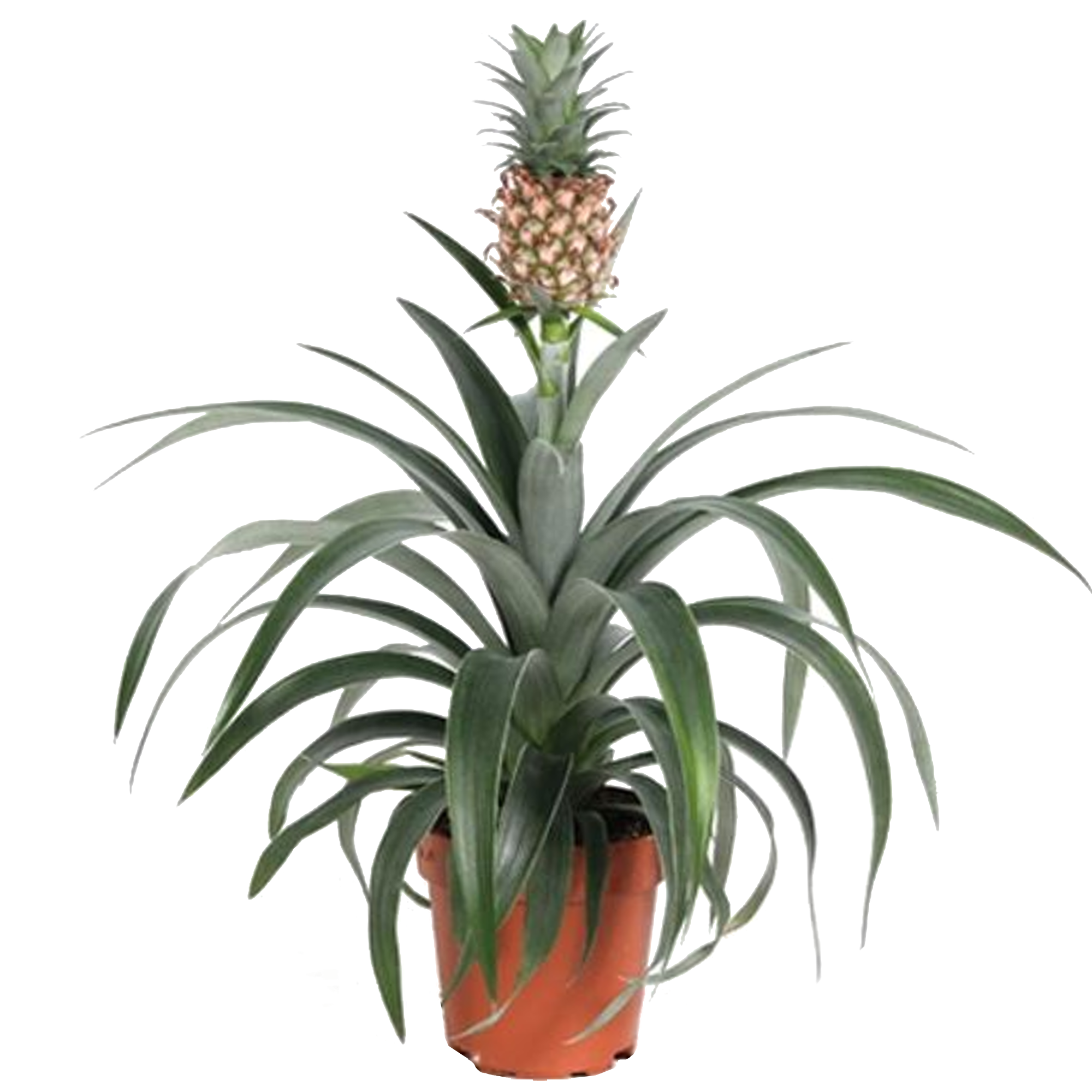 toom Zier-Ananas 12 cm Topf