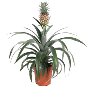 Zier-Ananas 12 cm Topf