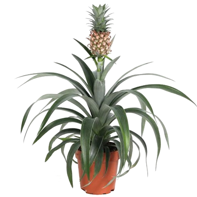Bild von Zier-Ananas 12 cm Topf