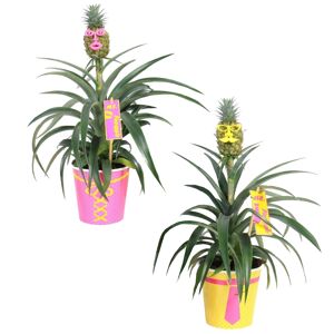 Ananas 'Mr & Mrs Pineapple' 12 cm Topf