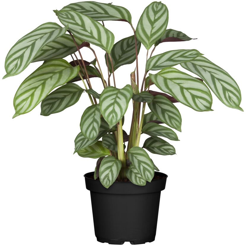 Calathea in einem schwarzen Topf