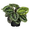 Calathea verschiedene Sorten 14 cm Topf