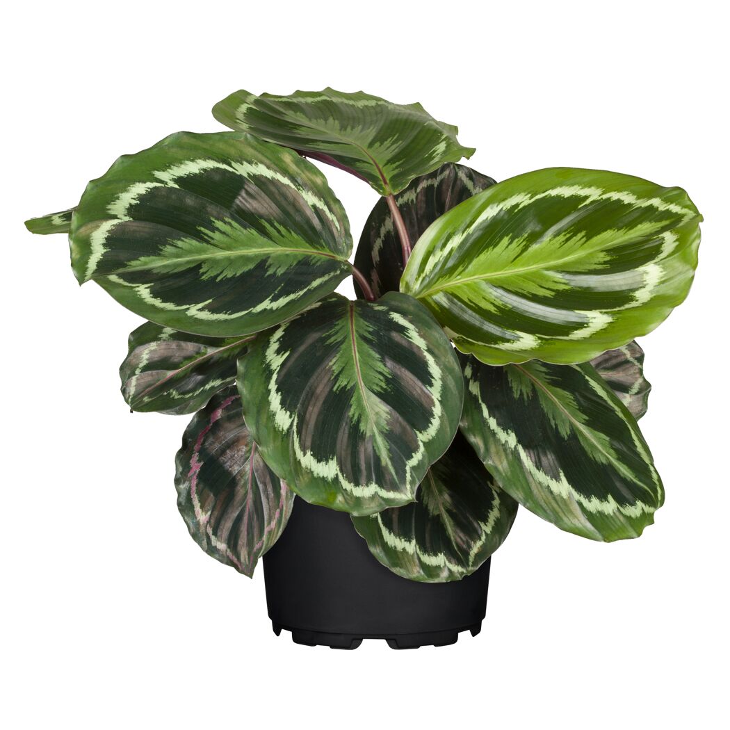 Calathea verschiedene Sorten 14 cm Topf