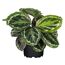 Calathea, Korbmarante im Topf