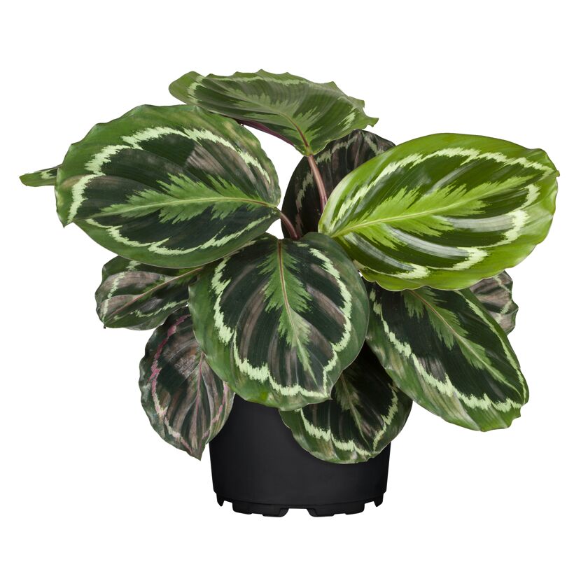 Calathea, Korbmarante im Topf