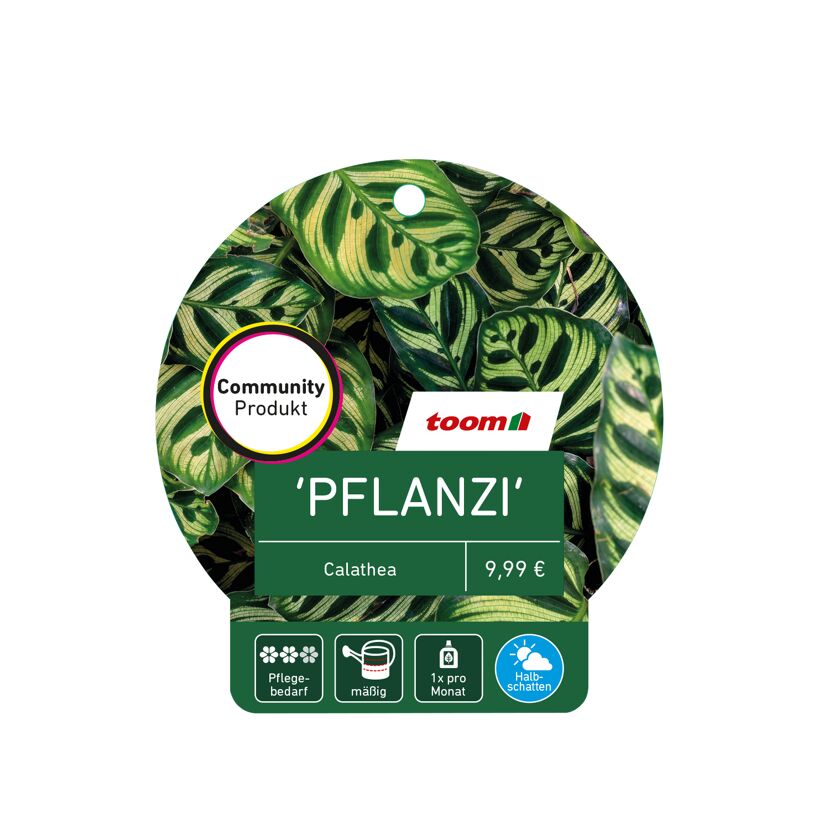 Calathea 'PFLANZI'