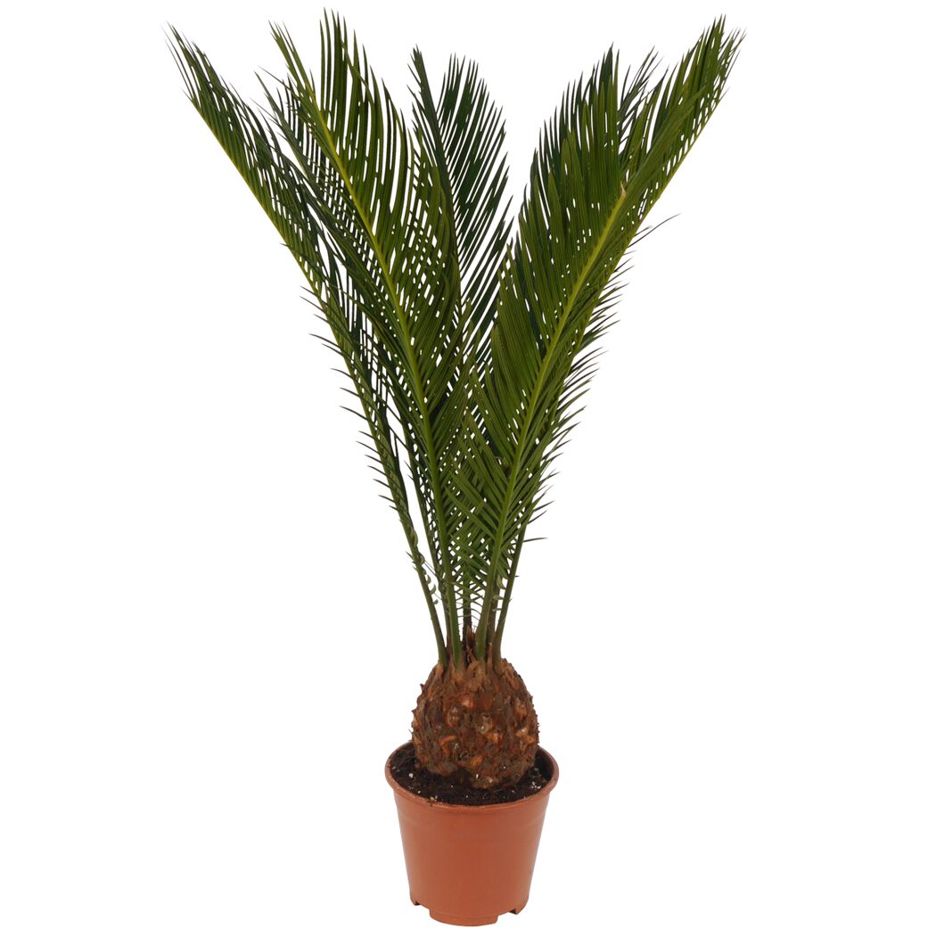 Palmfarn 14 cm Topf