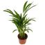 Bergpalme Chamaedorea elegans im Topf