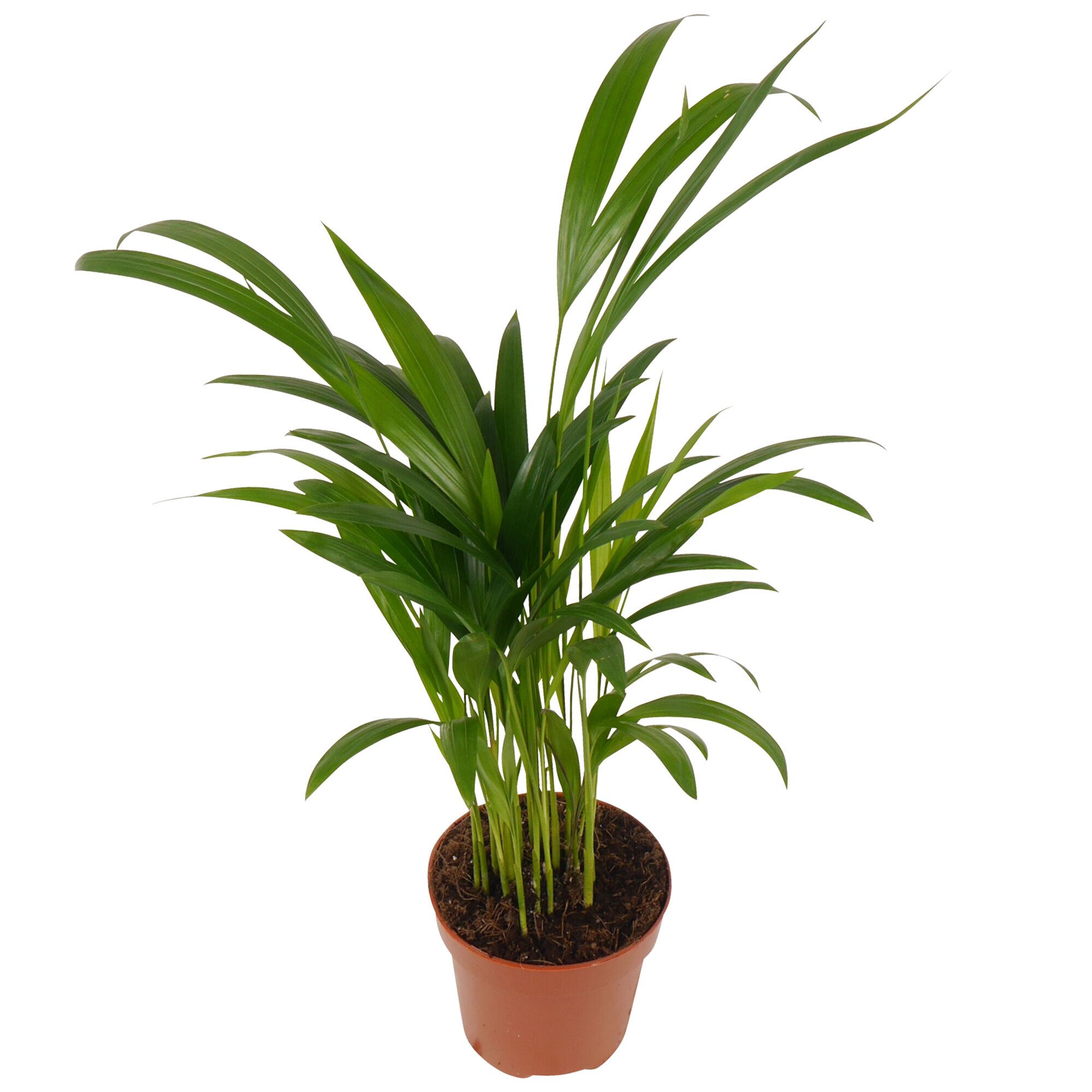 Bergpalme Chamaedorea elegans im Topf