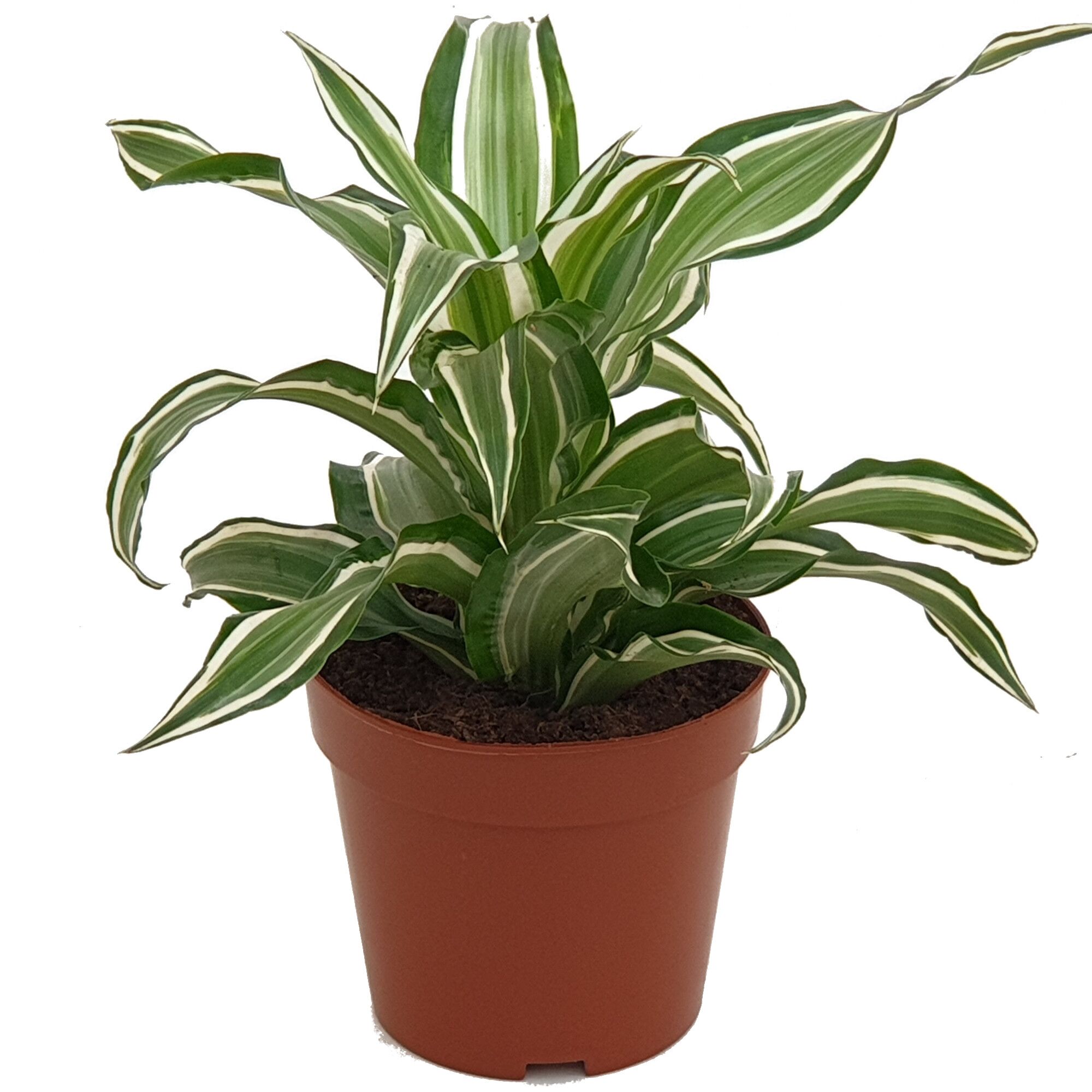 Drachenbaum in braunem Topf