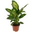 Dieffenbachia Camilla in einem Topf