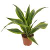 Drachenbaum 12 cm Topf
