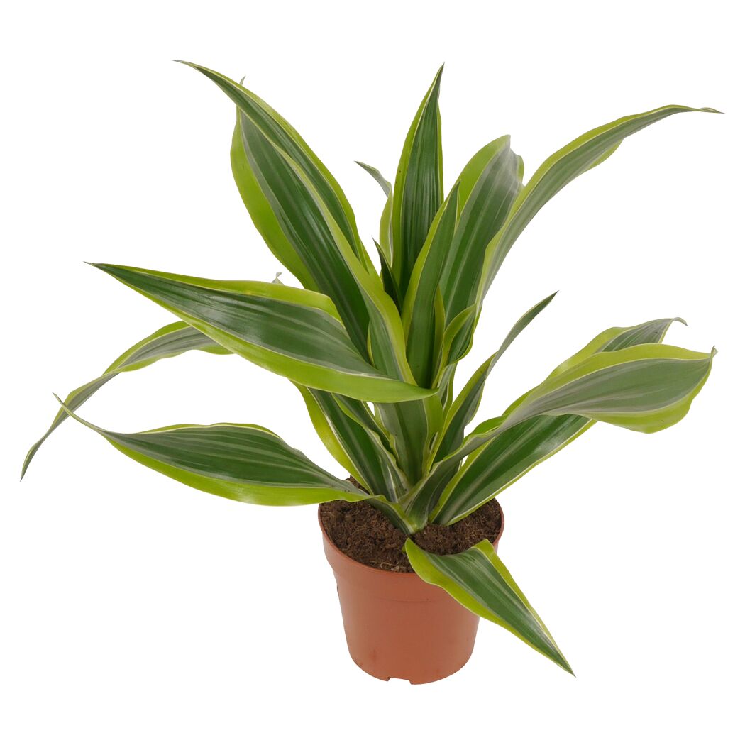 Drachenbaum 12 cm Topf