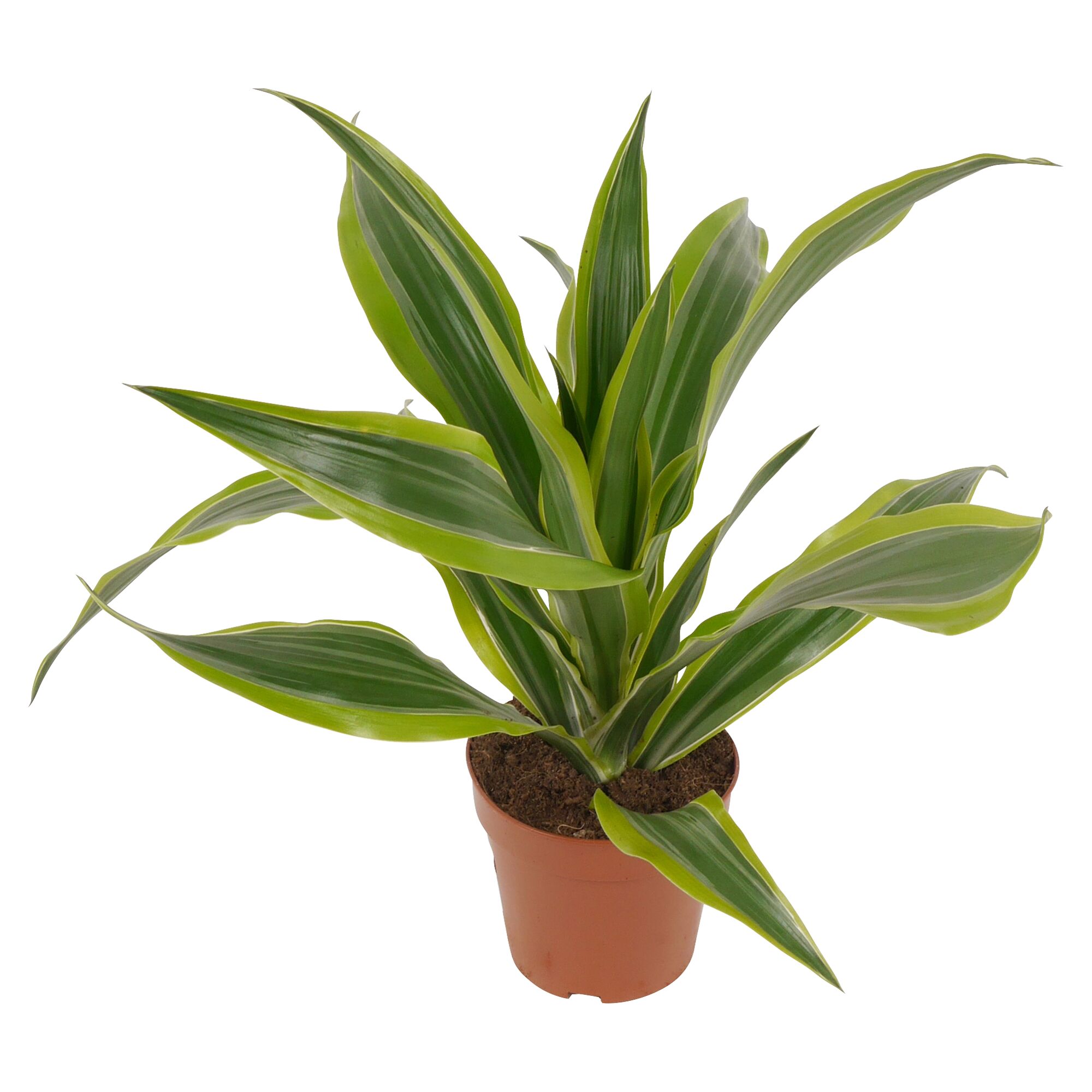 Drachenbaum in braunem Topf