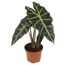 Alocasia Polly Pflanze im Topf