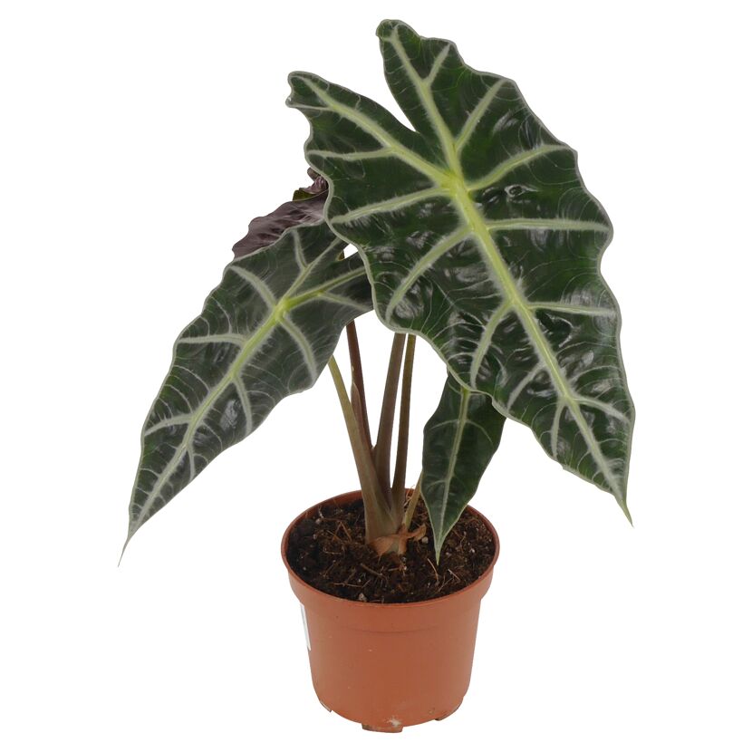 Alocasia Polly Pflanze im Topf
