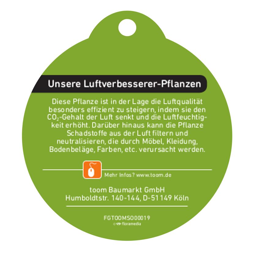 Luftverbesserer-Pflanzen von toom