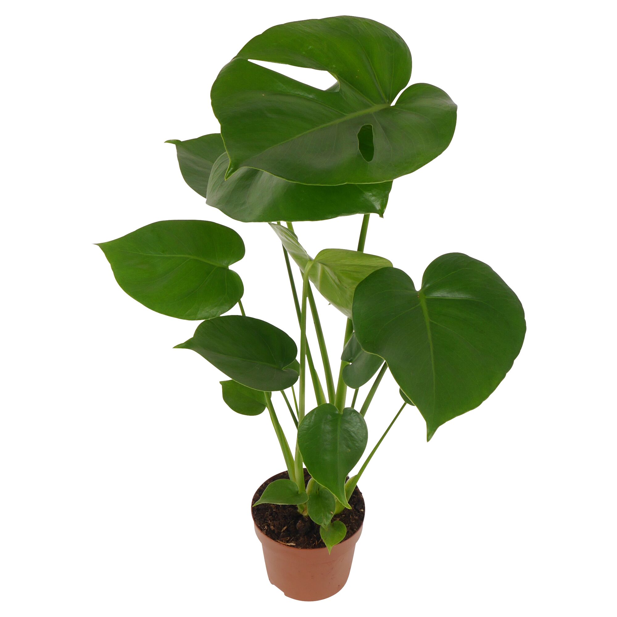 Monstera Deliciosa Fensterblatt