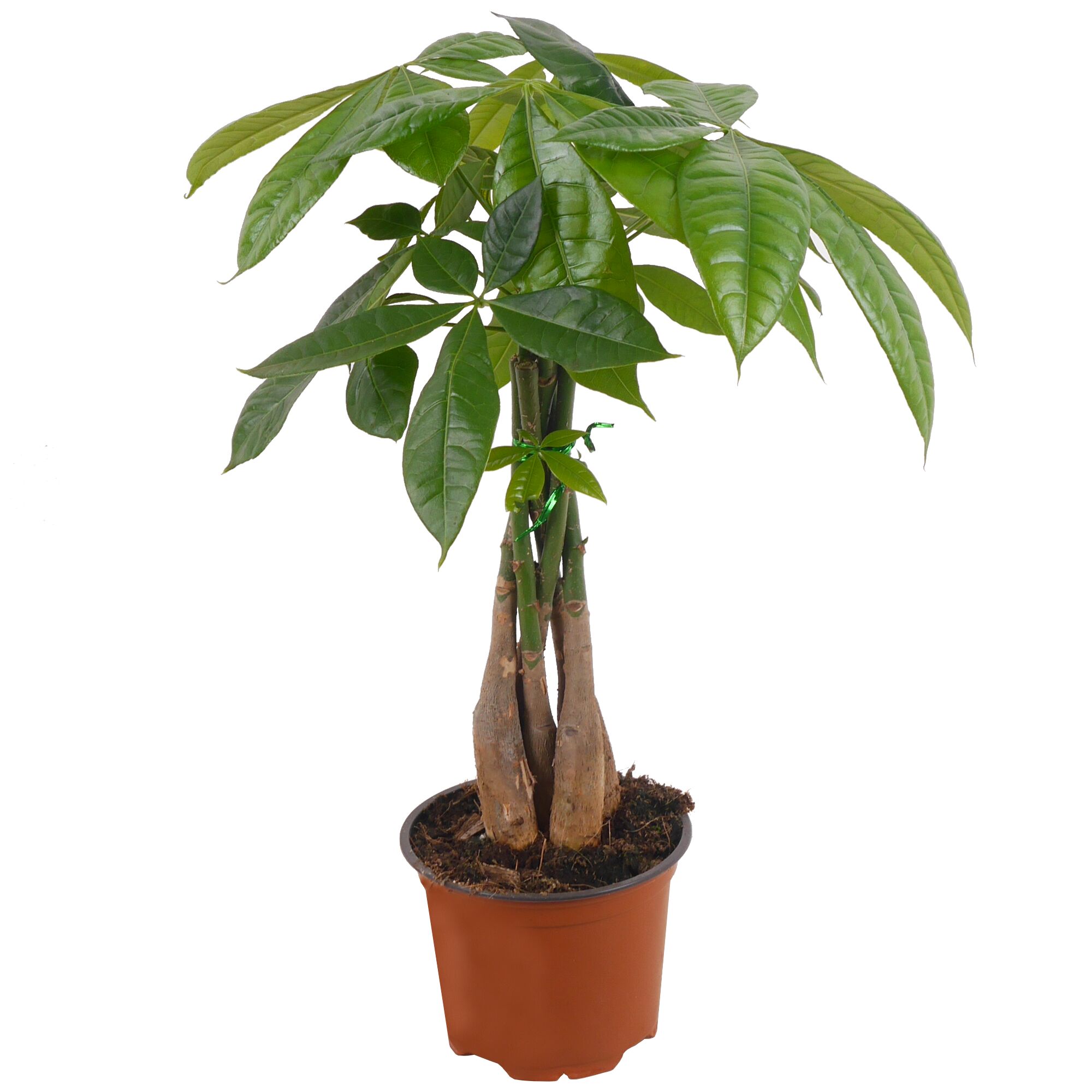 Glückskastanie Pachira Aquatica im Topf