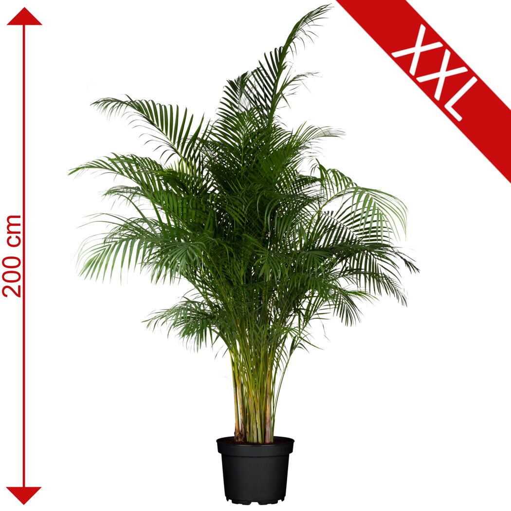 Große Areca-Palme, Dypsis lutescens, 200 cm hoch