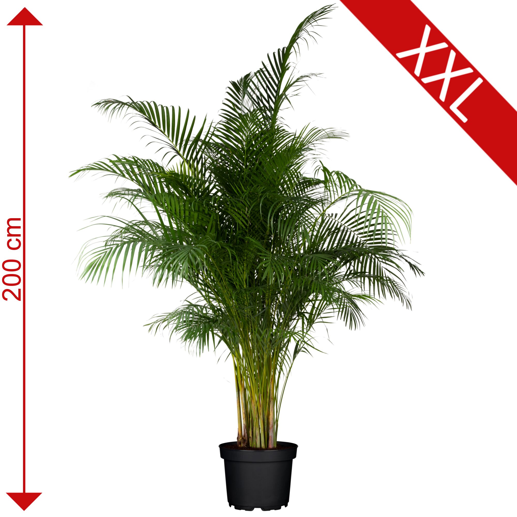 Große Areca-Palme, Dypsis lutescens, 200 cm hoch