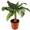 Musa Banane in braunem Topf