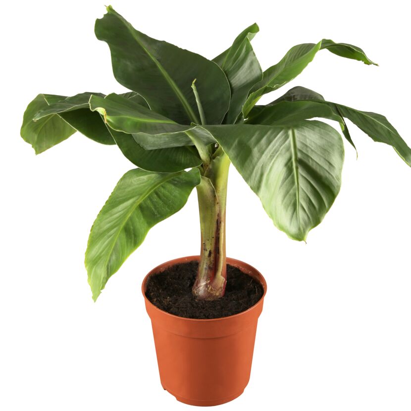 Musa Banane in braunem Topf