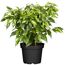 Ficus Natasja im schwarzen Plastiktopf