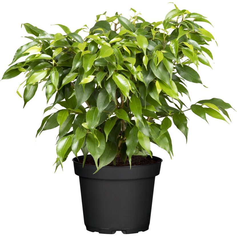 Ficus Natasja im schwarzen Plastiktopf