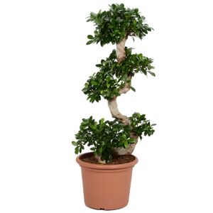 Zimmerbonsai Ficus Ginseng mit S-Form 35 cm Topf