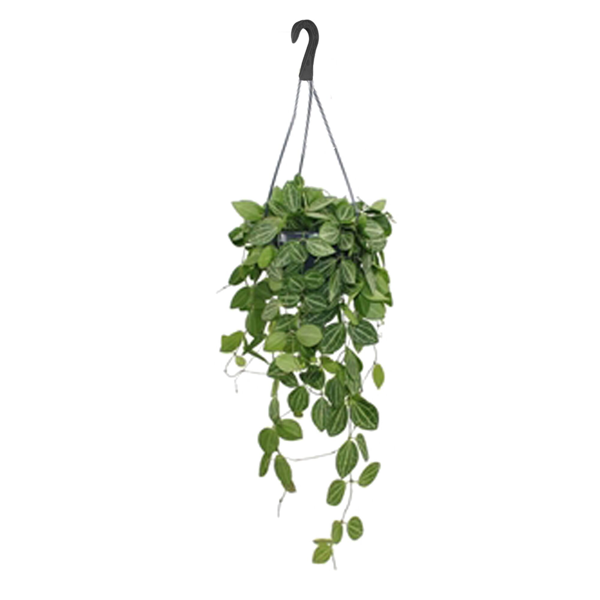 Hängende Ampelpflanze Dischidia