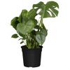 Monstera Deliciosa Fensterblatt in schwarzem Topf